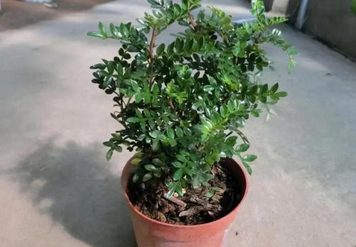 阳台小花匠， 阳台控花指南来啦