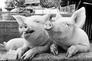 加大大饲料的育肥猪饲料配方中，是否含有促进猪只生长的特定营养成分？