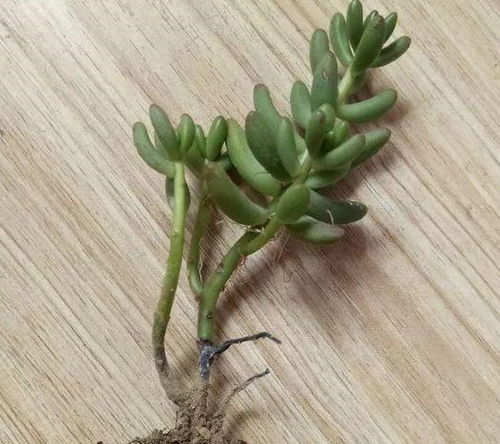 多菌灵浇多肉会烧根吗？使用时有哪些注意事项和正确方法？