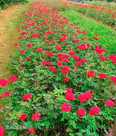 蓝花鼠尾草的优雅旋律