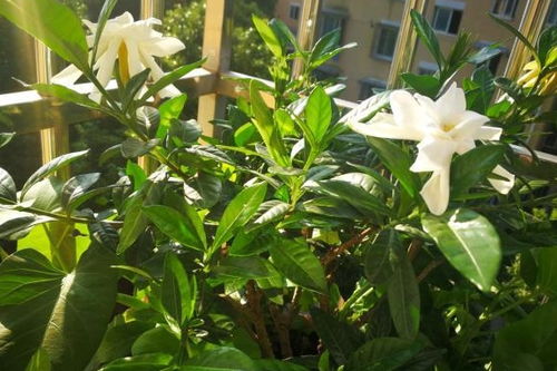 栀子花为何黄叶不断？