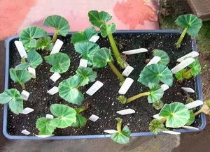 新手种球块根，烂根怎么办？