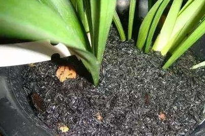 草木灰，古老而有效