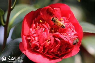 麻城山茶花以其独特的魅力，每年吸引着众多游客前来观赏