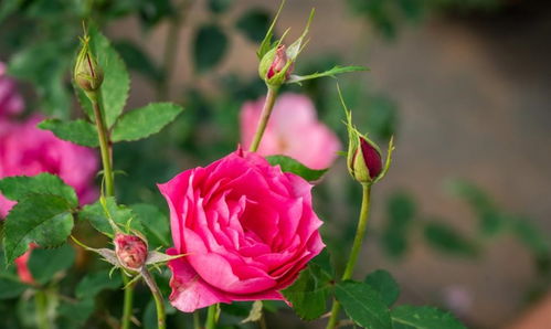 种子处理，关键一步