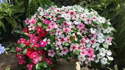 新加坡爆款花卉盘点：盘点最便宜的花卉品种
