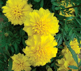 孔雀草种子的播种时间与技巧