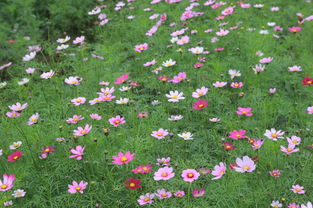 花语的世界：千姿百态， 情感的表达