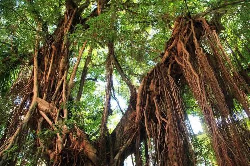 榕树皮的药效奥秘