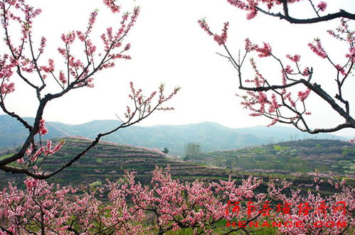 花卉苗木， 成为农民支柱产业