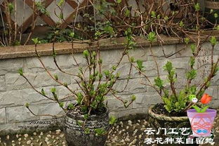 绣球种植土壤配比中，泥炭土、腐叶土和园土各占多少比例最适宜绣球生长