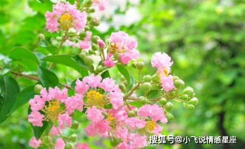 紫薇花核心基因，为何不绽放紫色光彩