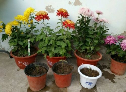 南北通吃的花卉品种大盘点