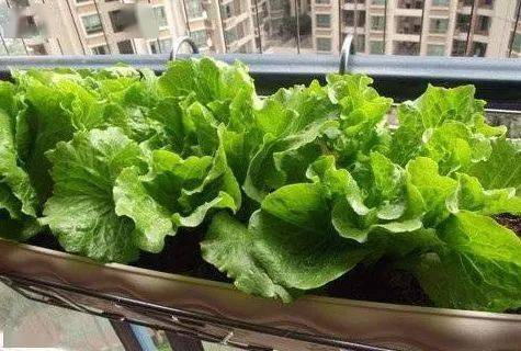 生姜的切片技巧