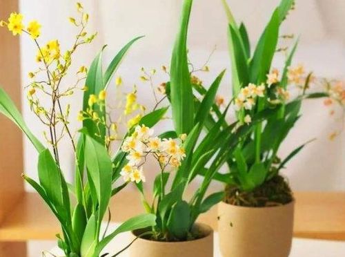 鱼塘施肥技巧：如何科学追肥，促进花卉快速成长？