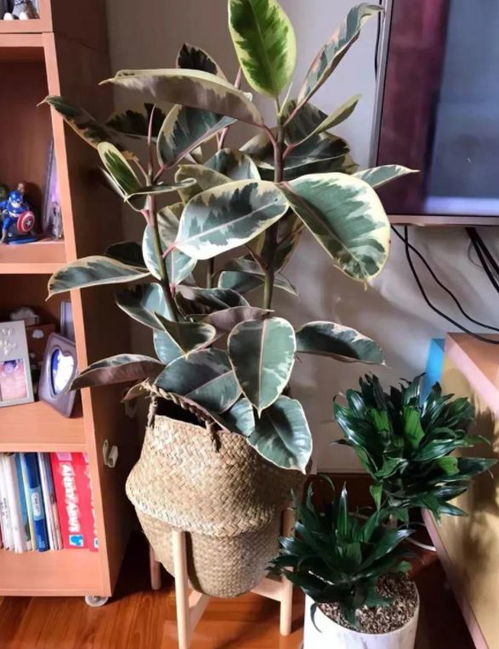 仙客来栽种后如何管理才能使其茁壮成长