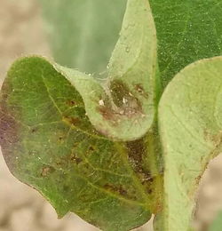 动态方案， 害虫数量回升