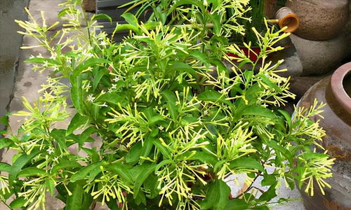 二、花叶鹅掌藤适合在家养护吗？