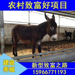 小驴驹的饲料选择与饲养管理策略下一个健康的小驴驹大概需要多少钱呢？