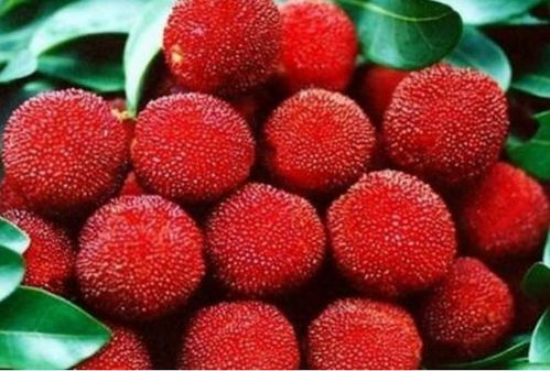 浇水三大忌：别让苗子哭鼻子