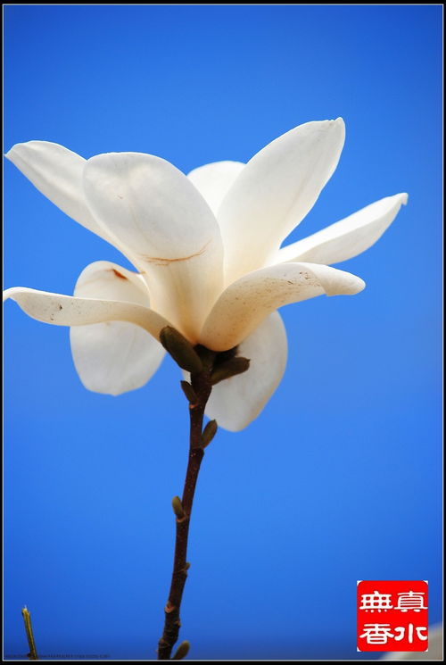 玉兰花果的惊艳