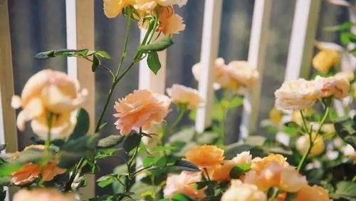 嫩枝扦插， 月季花生根小技巧