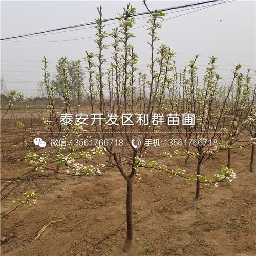 树苗编号的生态意义：一棵树的故事