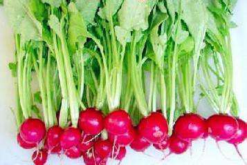 樱桃萝卜和白菜：可爱的蔬菜