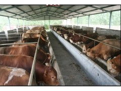 肉牛养殖成本与利润分析，探讨养殖经济效益