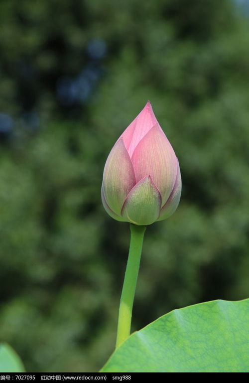 荷花的形状，犹如仙境中的仙子
