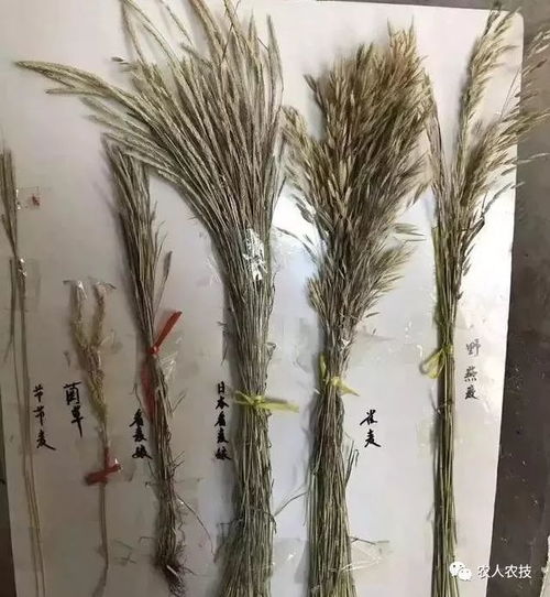 麦田里的野燕麦，除草剂大揭秘！