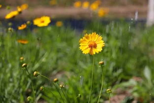 金鸡菊：金色的夏日精灵