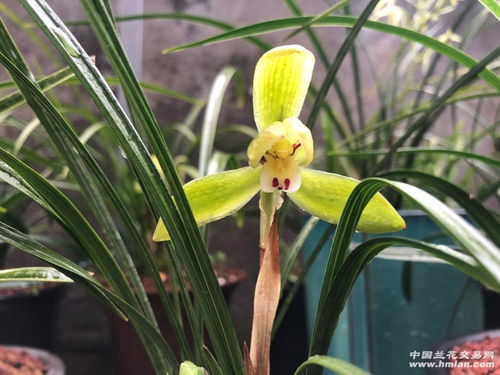 兰花雨天喷农药的困惑