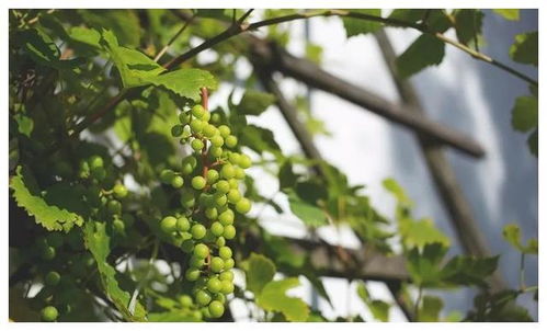 葡萄叶子长白毛， 用药搭配有讲究