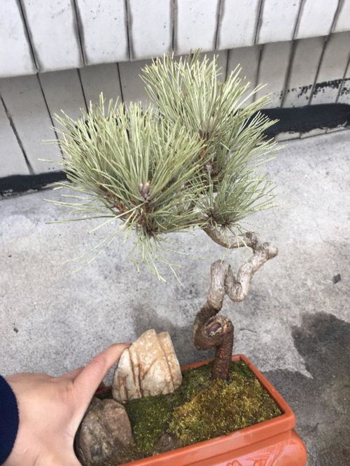 阳光和空气， 也是救活松树的关键