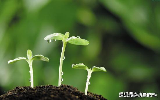 案例分析：暖季型草籽在零下30℃的冬天