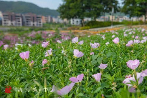 夏日花海，缤纷绽放