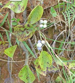 大豆病虫害防治的几种农药