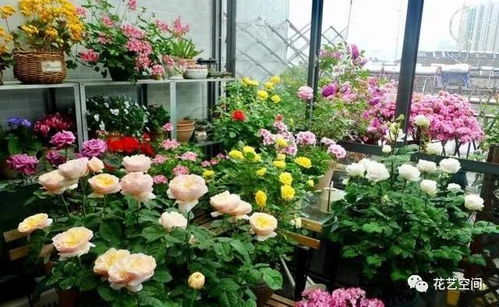 养花， 其实也是一种生活态度