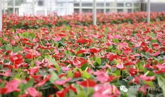 “旱金莲盛花期揭秘，爆款花卉不容错过！”