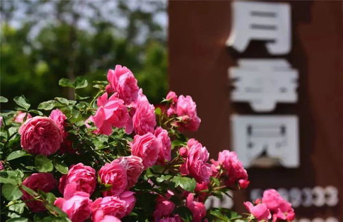 韩城丰泽月季博览园的美丽风景