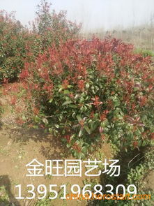 江西红叶石楠， 西湖区苗子，景致花园绿化