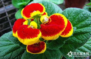 荷包花病虫害综合防治技术