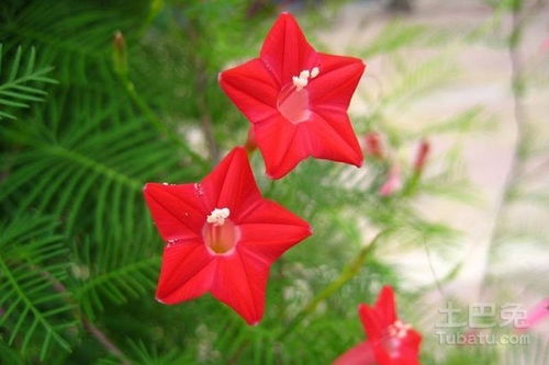 五角星花盆栽种植指南：畜牧养殖必备技巧