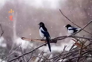 吃鸡小表弟图图里的鸟儿为什么欢快歌唱？