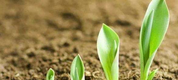 不同品种的温度差异