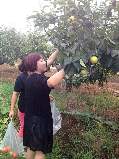 丙环唑与梨园常用药剂的配伍问题