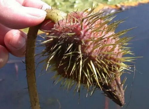 芡实补肾，食用方法多样