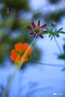 花儿朵朵开， 甜蜜满人间