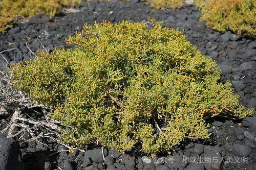 雪松叶片：革质与形状的奇妙结合